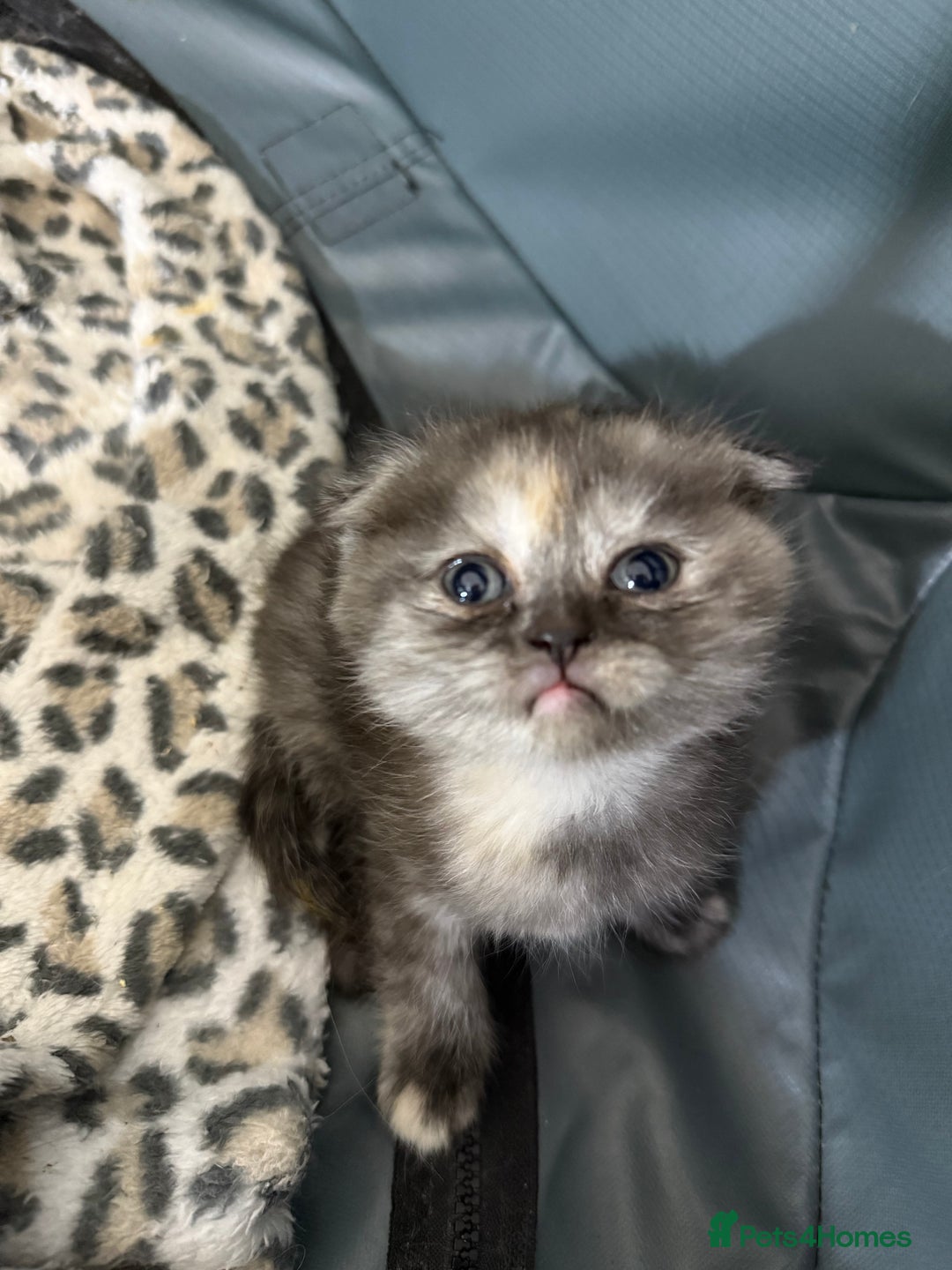 British Shorthair cats for sale: BSH x Fold stunning show kittens  - Advert 37