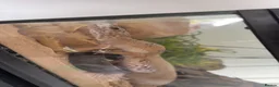 Leopard Gecko reptiles for sale: Leopard Gecko With Full Setup Ready for a New Home - Advert 5