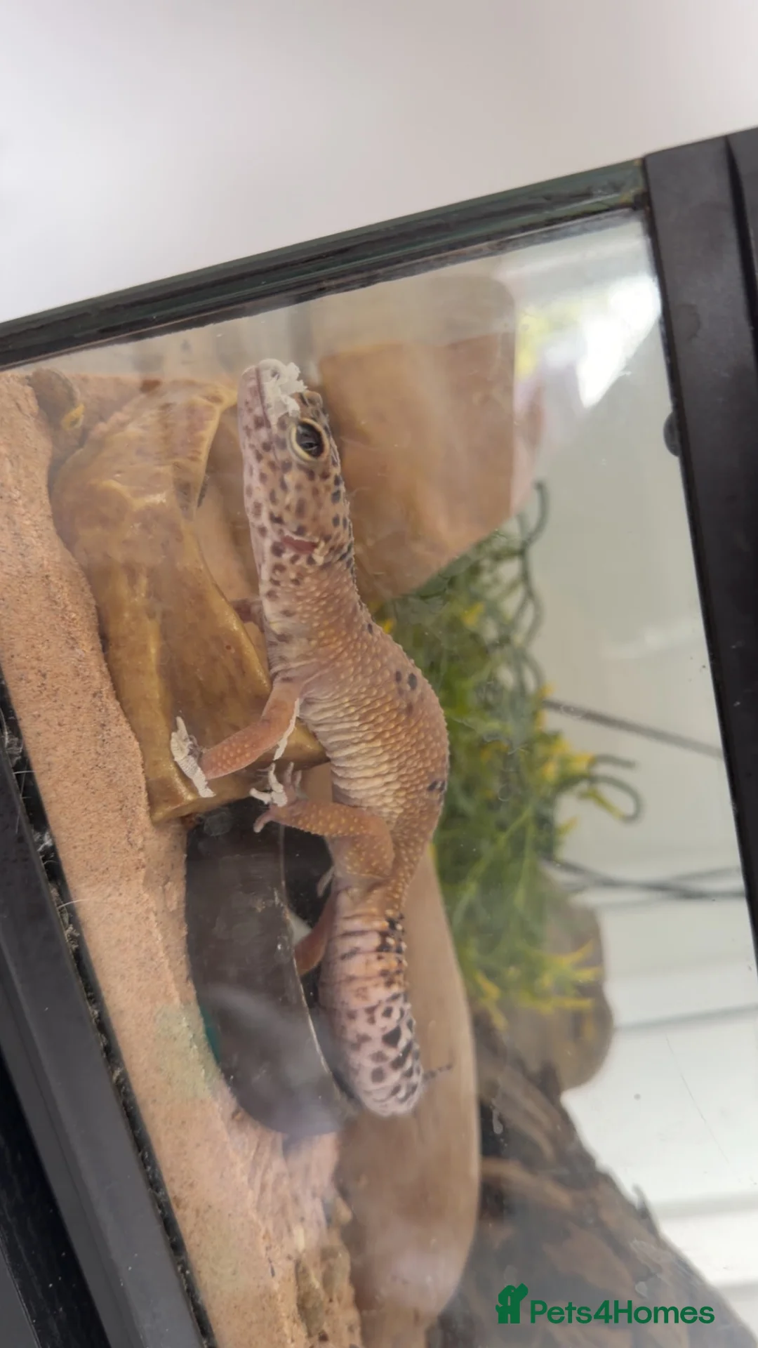 Leopard Gecko reptiles for sale: Leopard Gecko With Full Setup Ready for a New Home - Advert 5