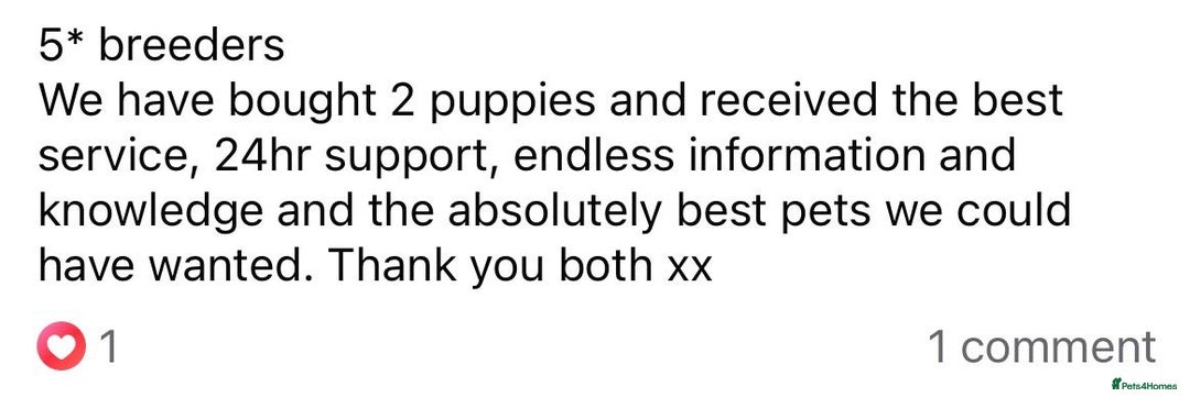 Cockapoo dogs for sale: ✨ Quality F2 Cockapoos ✨ Reputable Breeder  - Image 17