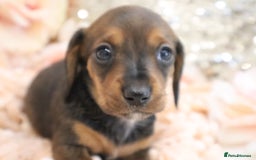 Miniature Dachshund dogs for sale: KC Registered Miniature Dachshund Puppies - Image 13