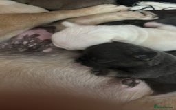 French Bulldog dogs for sale: Kc registered French bulldogs  - Image 16
