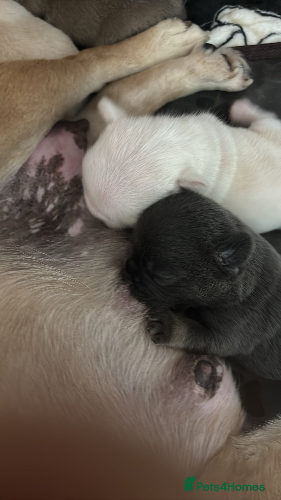French Bulldog dogs for sale: Kc registered French bulldogs  - Image 16