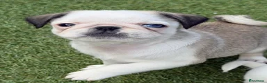 Pug 3