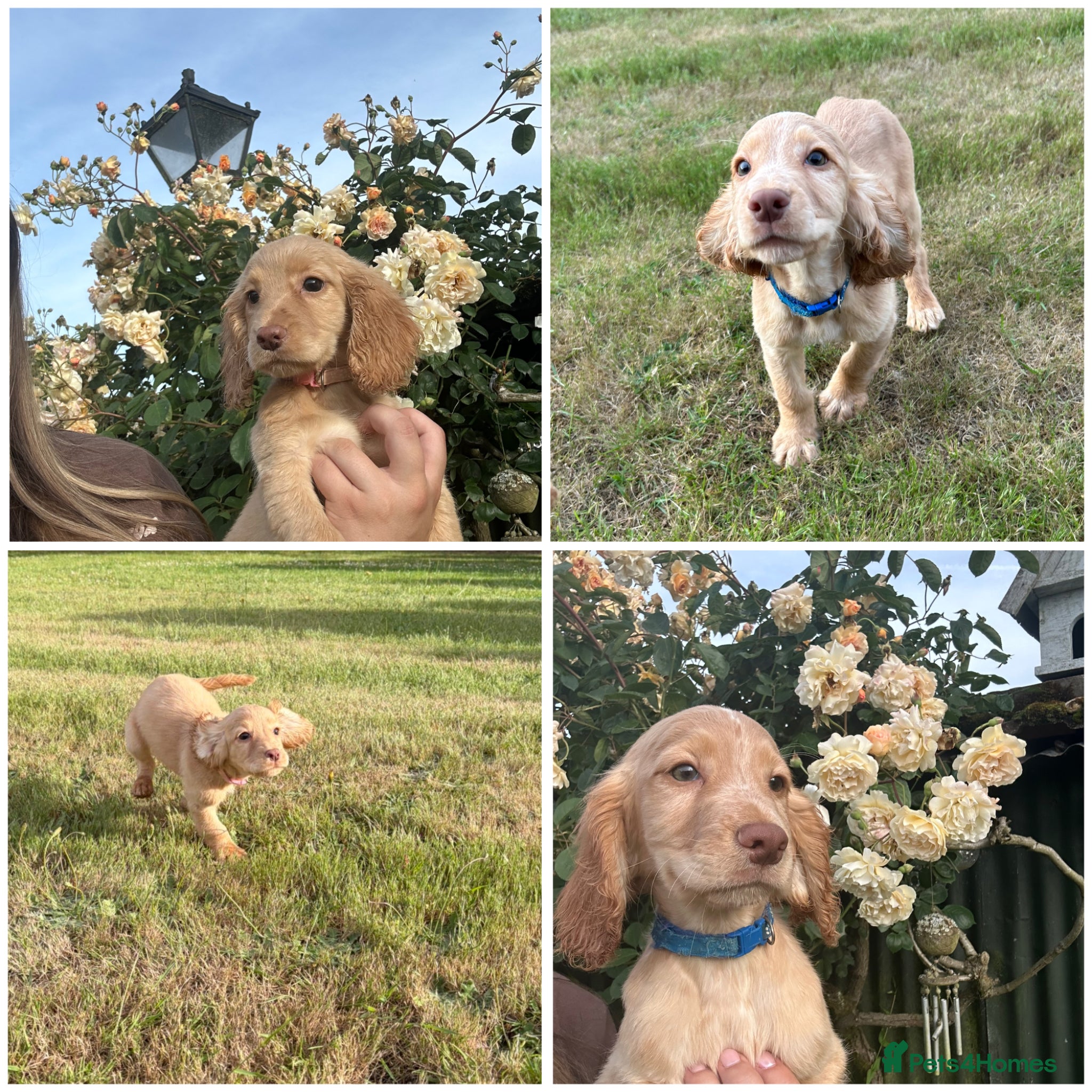 Cocker Spaniel dogs Gorgeous KC working type cocker spaniel puppies  - Advert 18