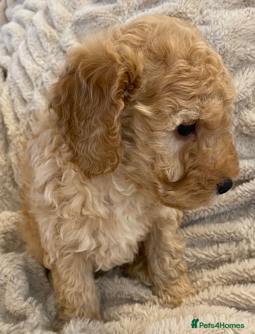 Cavapoo dogs for sale: Gorgeous Teddybear Cavapoo Puppies health checked  - Advert 18