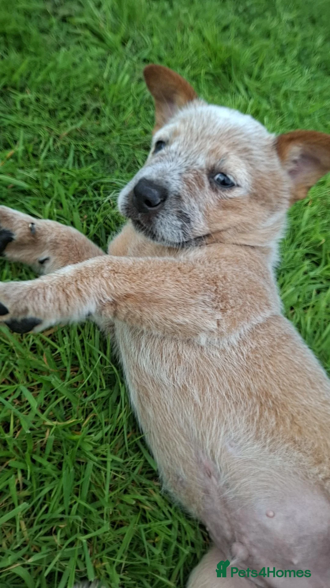 Australian Cattle Dog dogs for sale: Australian Cattle Dog Pups in Machynlleth - Advert 2