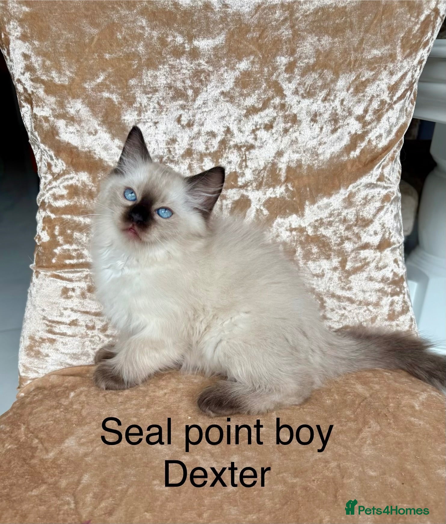 Ragdoll cats Beautiful ragdoll kittens  - Advert 1