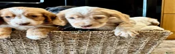 Cocker Spaniel dogs for sale: 🐾 Beautiful Working RKC Cocker Spaniel Puppies🐾 - Advert 10