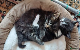 British Shorthair cats for sale: 2 beautiful little kittens ready to be loe - Image 4