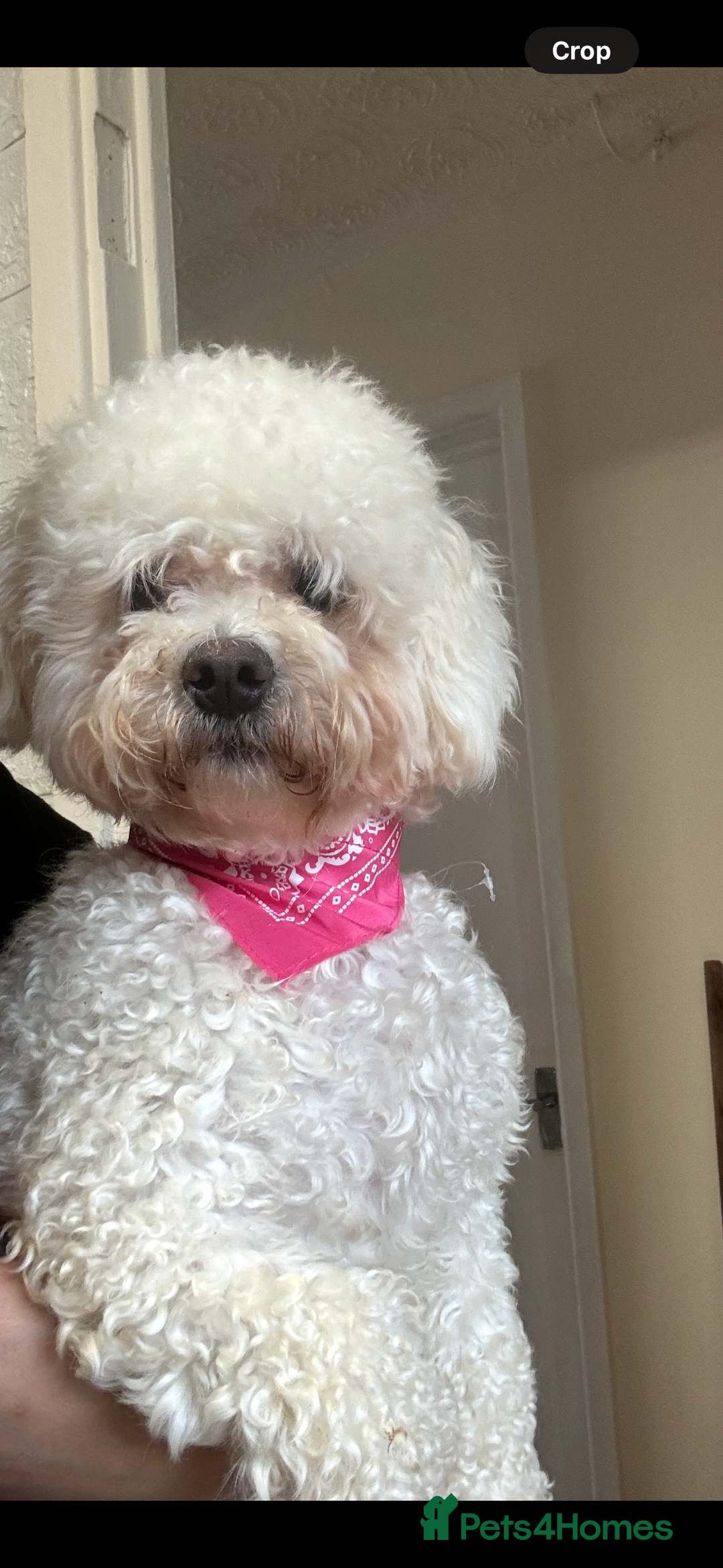 Bichon Frise dogs for sale: Alba  - Advert 1