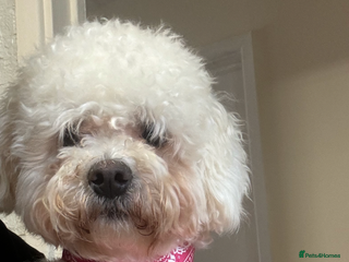 Bichon Frise dogs Alba - Advert 5