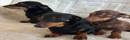 Dachshund dogs for sale: Dachshund  - Advert 4