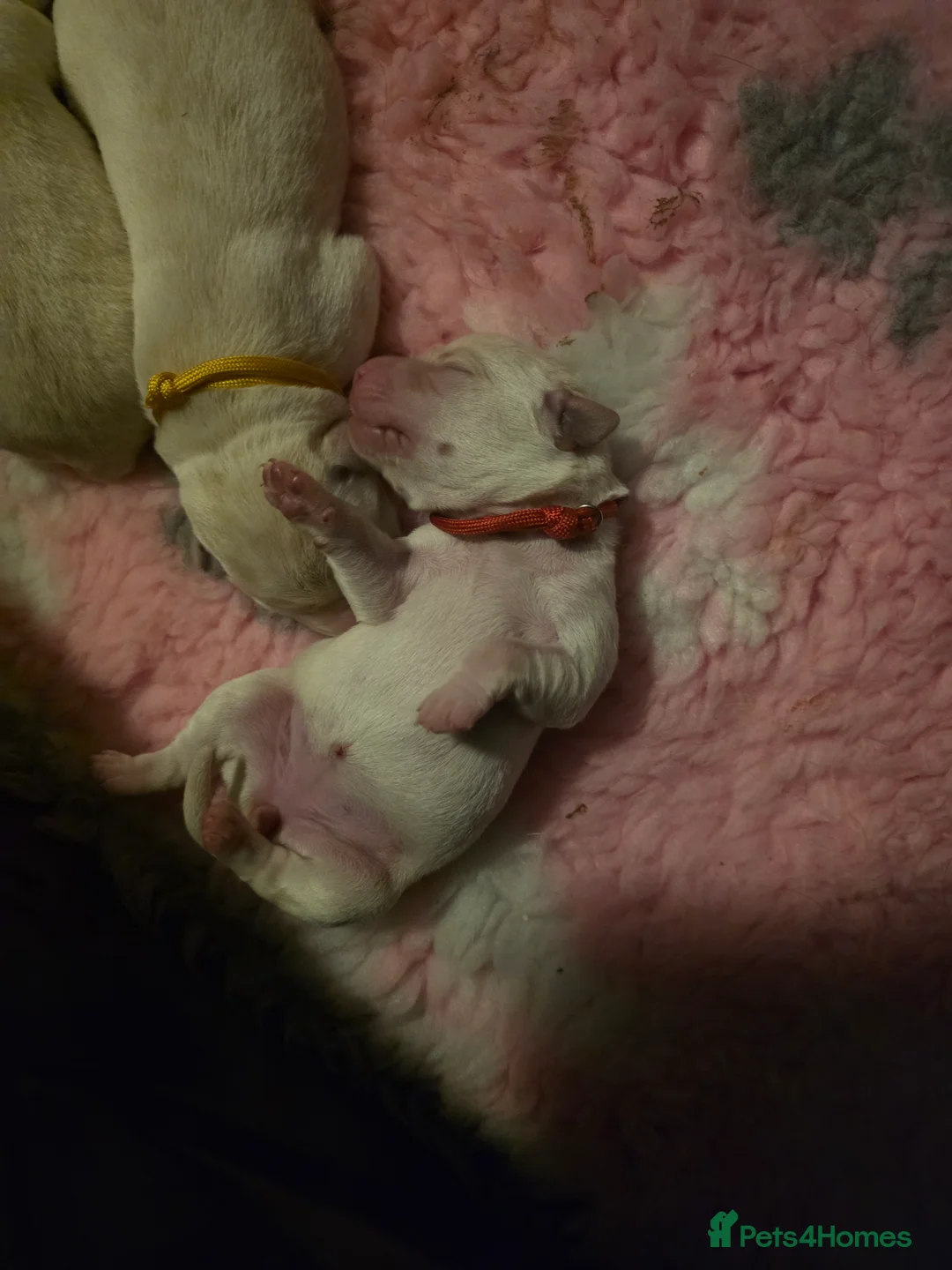 Labrador Retriever dogs for sale: Stunning golden labrador pups from strong lines   - Advert 2