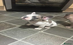 French Bulldog dogs for sale: Lilac bluefawn Frenchbulldog puppies ready to go   - Image 19