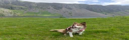 Border Collie dogs for sale: Red and white border collie  in Broughton-in-Furness - Advert 3