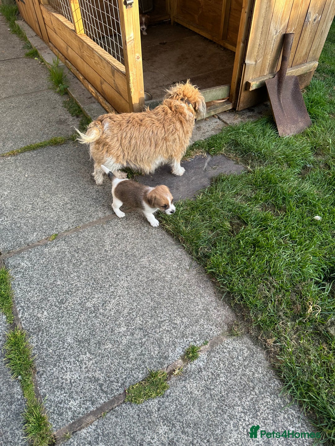 Jack Russell dogs for sale: Gorgeous Jack Russell  puppies ready now, two left - Image 5