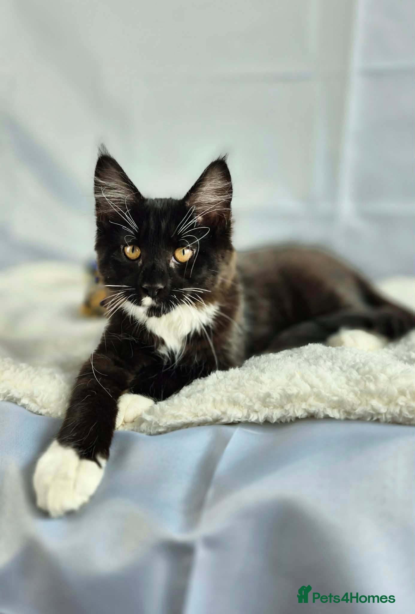 Maine Coon cats TICA registered Stunning Big boys - Advert 1