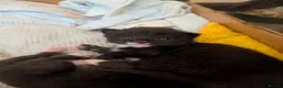 Mixed Breed cats for sale: 4x tuxedo black and white kittens in Newbury - Advert 8