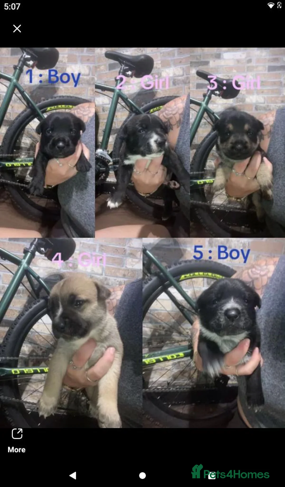 Mixed Breed dogs for sale: Bully cross terrier - Advert 2