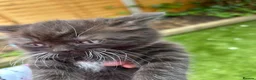 British Shorthair cats for sale: British short hairs for sale  in Manchester - Advert 8