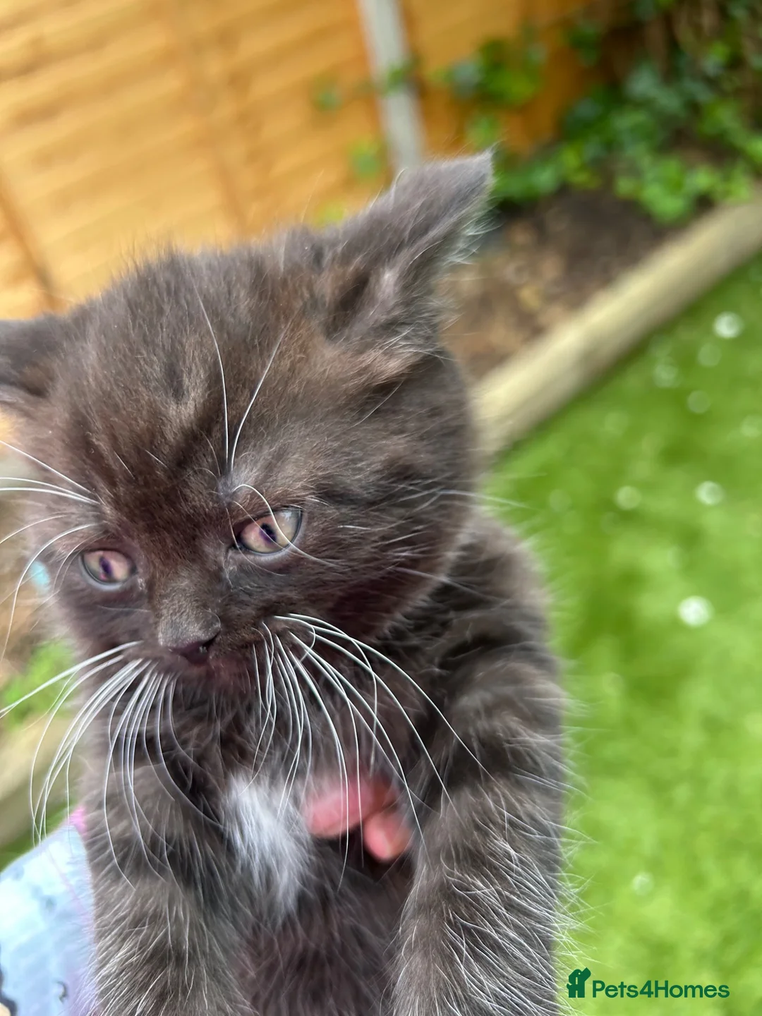 British Shorthair cats for sale: British short hairs for sale  in Manchester - Advert 8