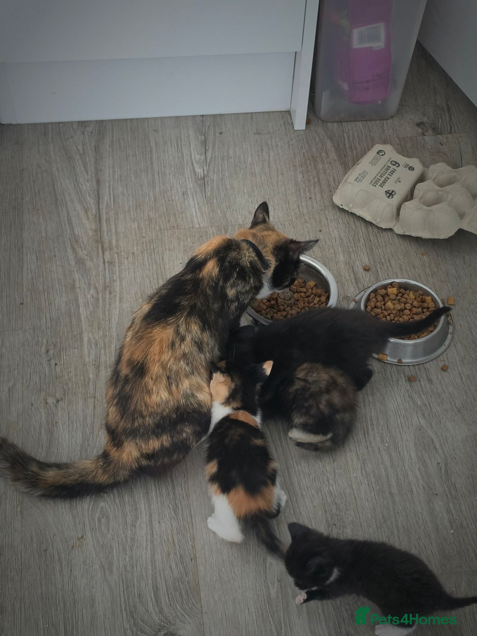 Mixed Breed cats Kittens for sale ready now  - Advert 1