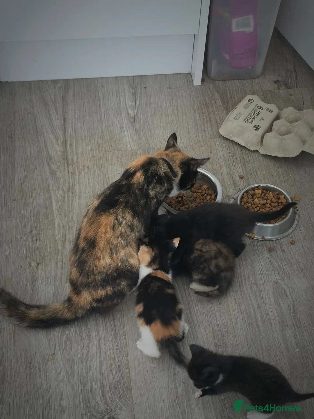 Mixed Breed cats for sale: Kittens for sale ready now  - Advert 1