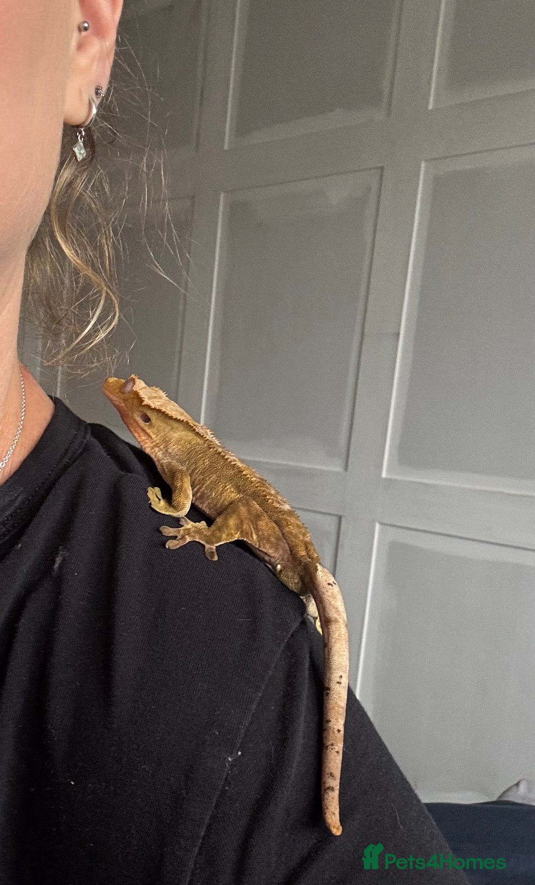 Gecko reptiles for sale: Crested Gheko - Image 5