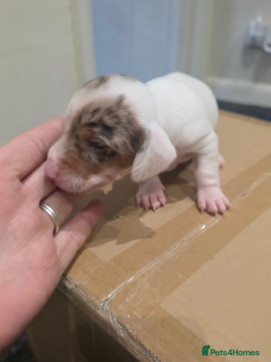 Miniature Dachshund dogs for sale: Mini Daschund Puppies - Image 5