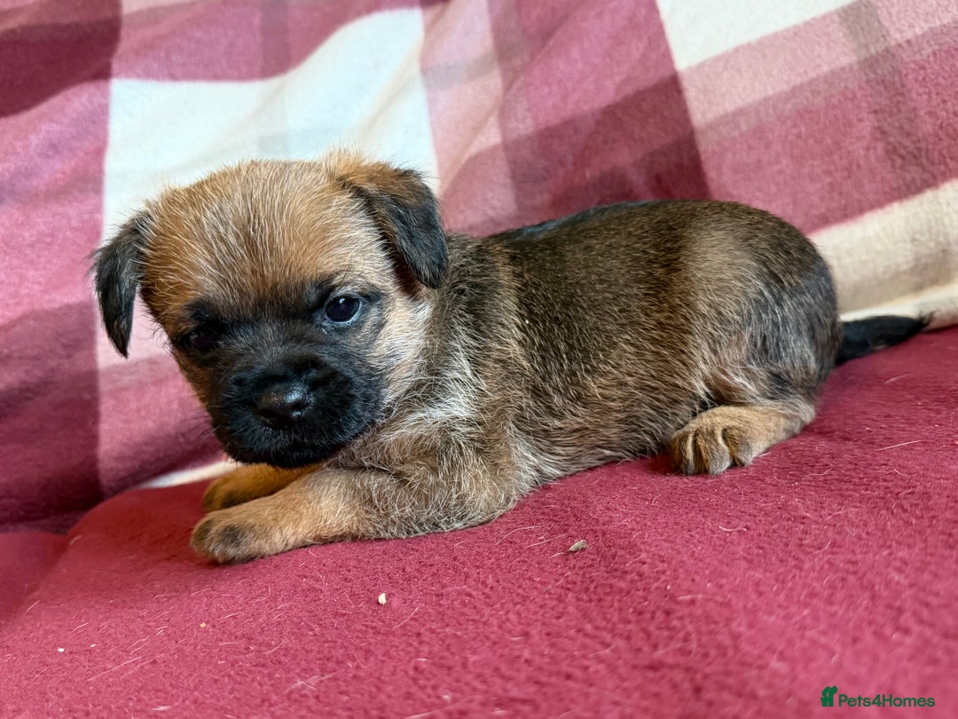 Border Terrier dogs for sale: Beautiful Border Terrier Puppies😍 - Advert 15