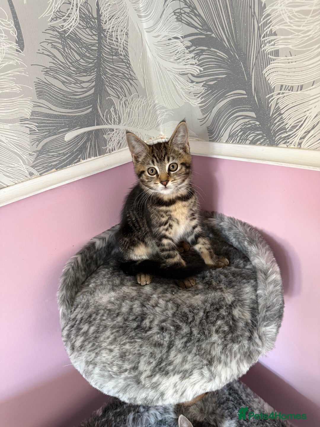 Mixed Breed cats for sale: Mixed breed kittens  - Image 2
