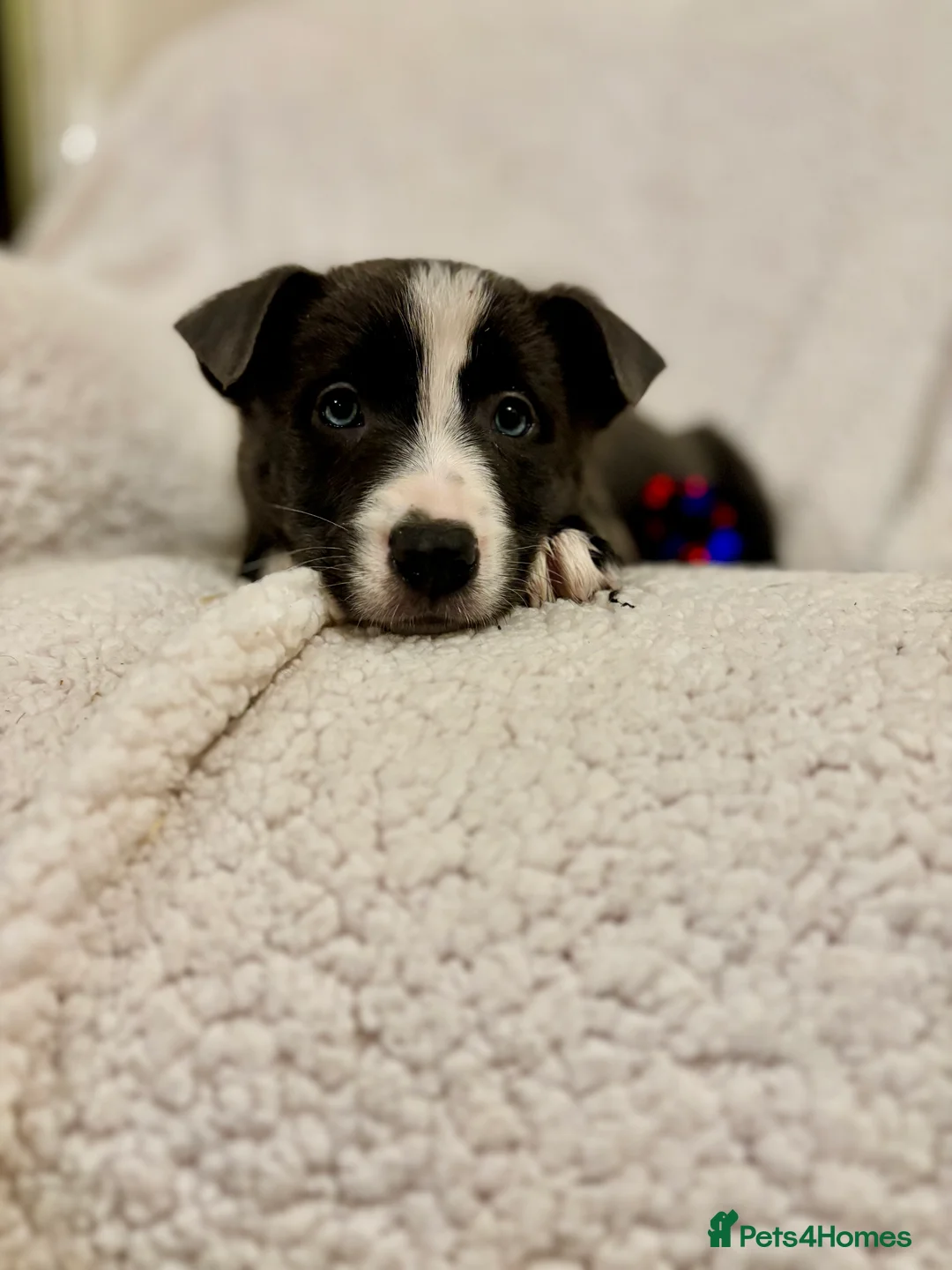 Borador dogs for sale: Beautiful Borador puppies for sale  - Advert 13