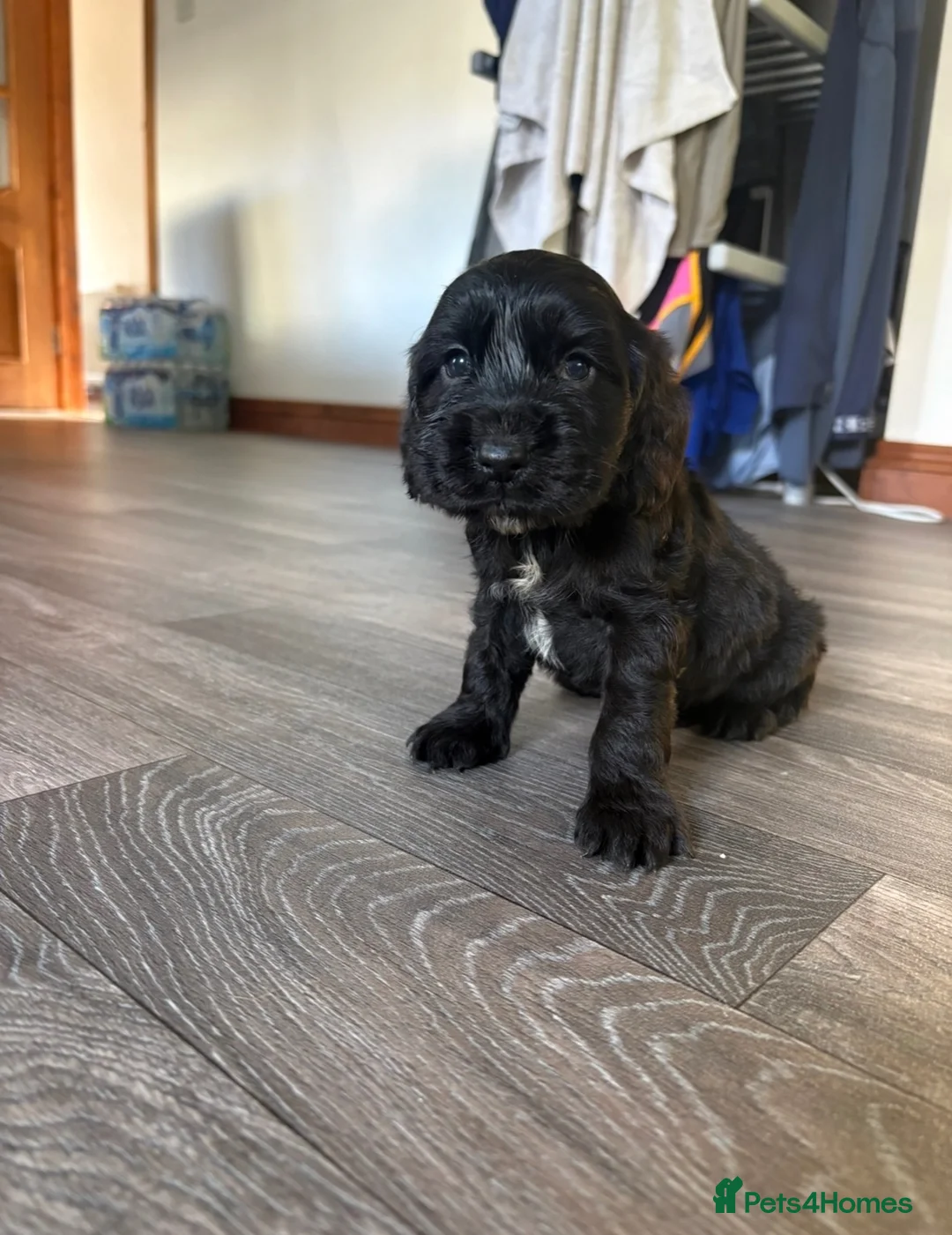 Cocker Spaniel dogs for sale: Show/working cocker spaniels🐶 - Advert 2