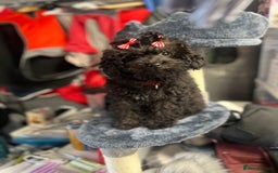 Mixed Breed dogs for sale: Asian toy poodle black boy  - Image 6