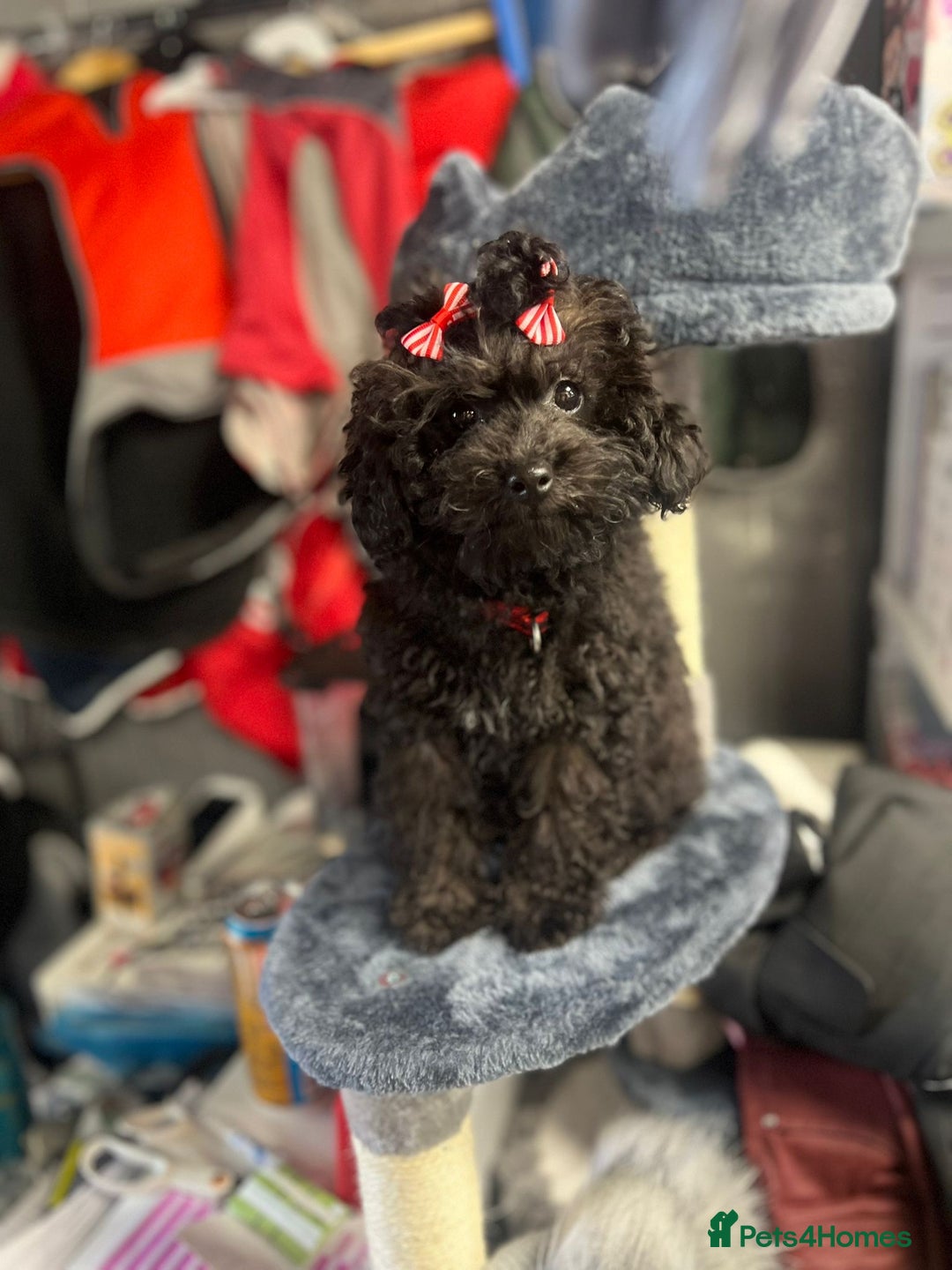 Mixed Breed dogs for sale: Asian toy poodle black boy  - Image 6