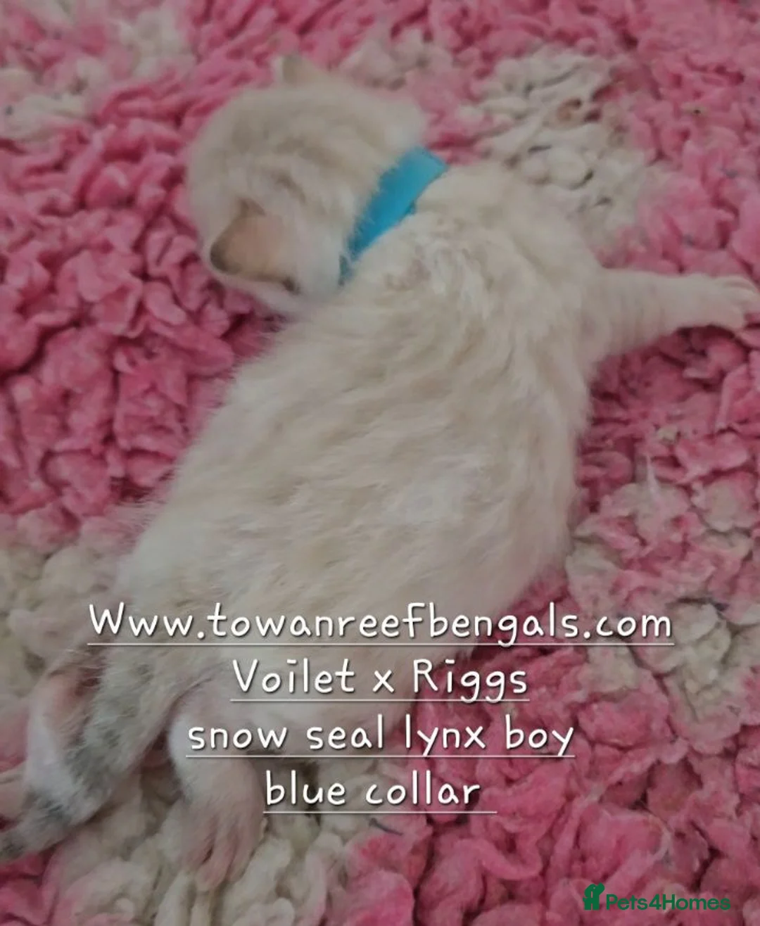 Bengal cats for sale: Tica registered bengal kittens - Advert 2