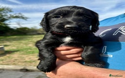 Mixed Breed dogs for sale: Gorgeous litter of 8 x F1 Sprocker Spaniels - Image 9