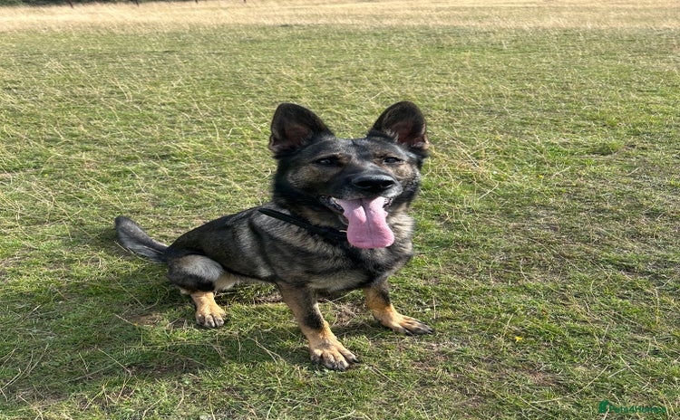 German Shepherd dogs - Advert 1
