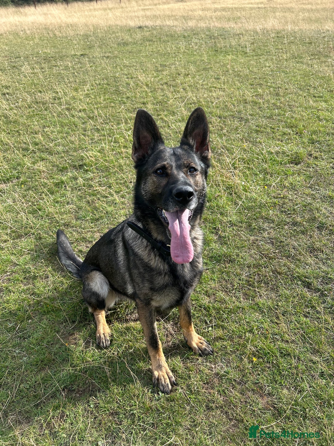 German Shepherd dogs for sale: Karma  - Image 1