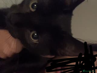 British Shorthair cats Kleo for sale - Advert 18