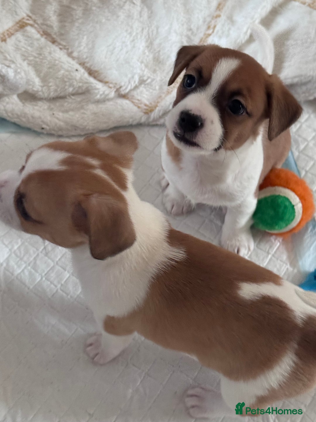 Jack Chi dogs for sale: Jack-chi puppies - Advert 9