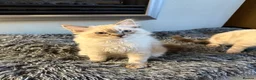 Ragdoll cats for sale: Beautiful Ragdoll x Bengal kittens - Advert 10