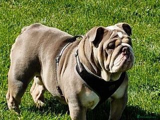 English Bulldog dogs for sale: Epic bullyz bulldog stella - Advert 1