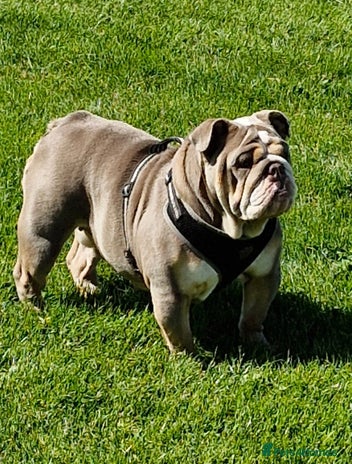 English Bulldog dogs Epic bullyz bulldog stella - Advert 1