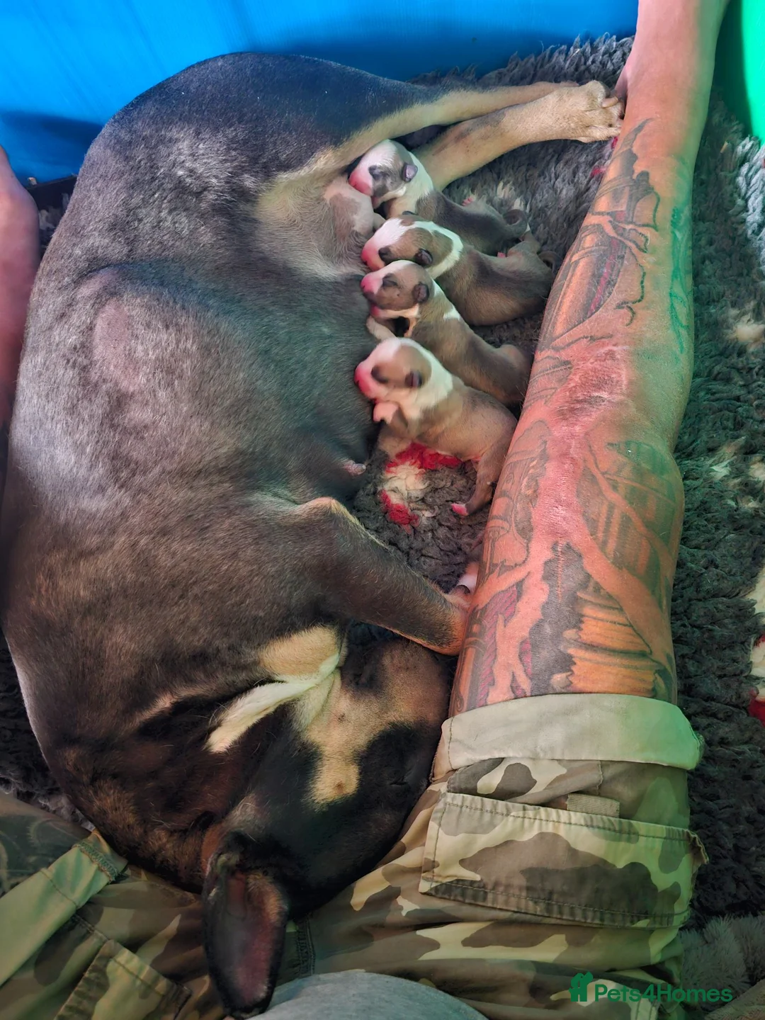 English Bull Terrier dogs for sale: English bullterrier pups for sale - Advert 1