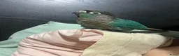 Conures birds for sale: Torquise conure looking for a new home in Leeds in Leeds - Advert 2