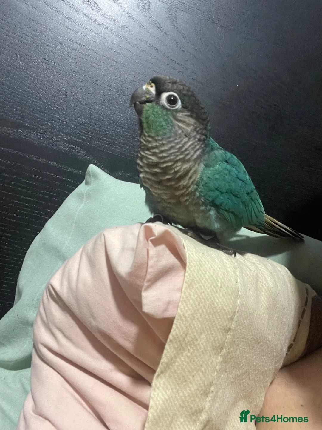Conures birds for sale: Torquise conure looking for a new home in Leeds in Leeds - Advert 2