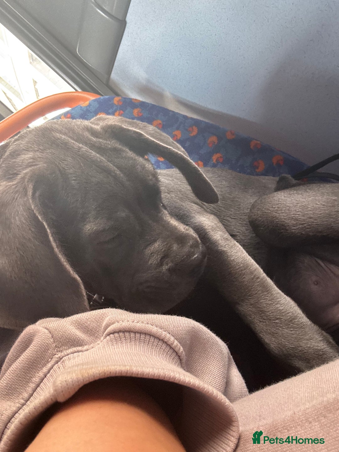 Cane Corso dogs for sale: Cane Corse Female  - Image 10