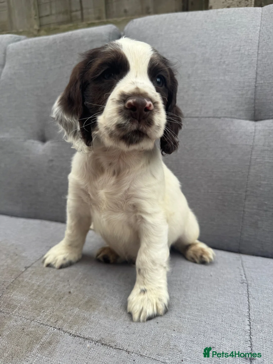 Cocker Spaniel dogs for sale: Cocker Spaniel puppies for sale - Advert 2